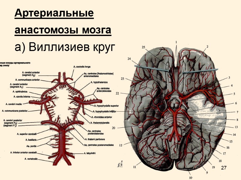 27 Артериальные  анастомозы мозга  а) Виллизиев круг